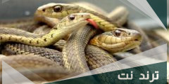 الى ماذا يرمز الثعبان في عالم البشر