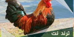 ما هو ديك تحب ؟