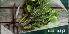 تجربتي مع عشبة المدينة