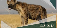هل الضبع يخاف من النار