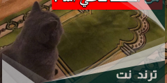 هل القطط تدعي الله