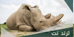 هل انقرض وحيد القرن 2023