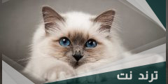 أسماء قطط ذكور عربية كيوت مع الصور