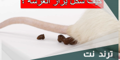 كيف شكل براز العرسة
