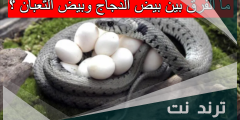ما الفرق بين بيض الدجاج وبيض الثعبان
