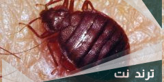 اسم حشرة البق بالفرنسية